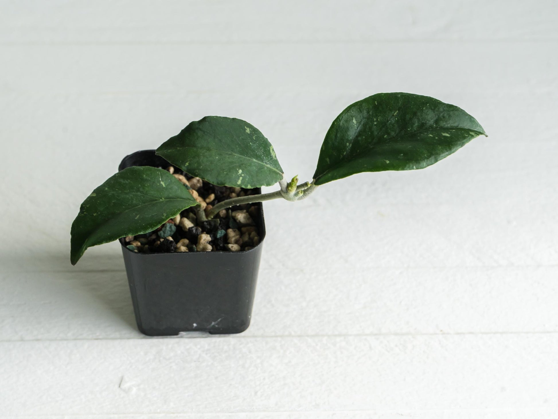 Hoya Gunung Leuser 'Monohara' | 2-Inch