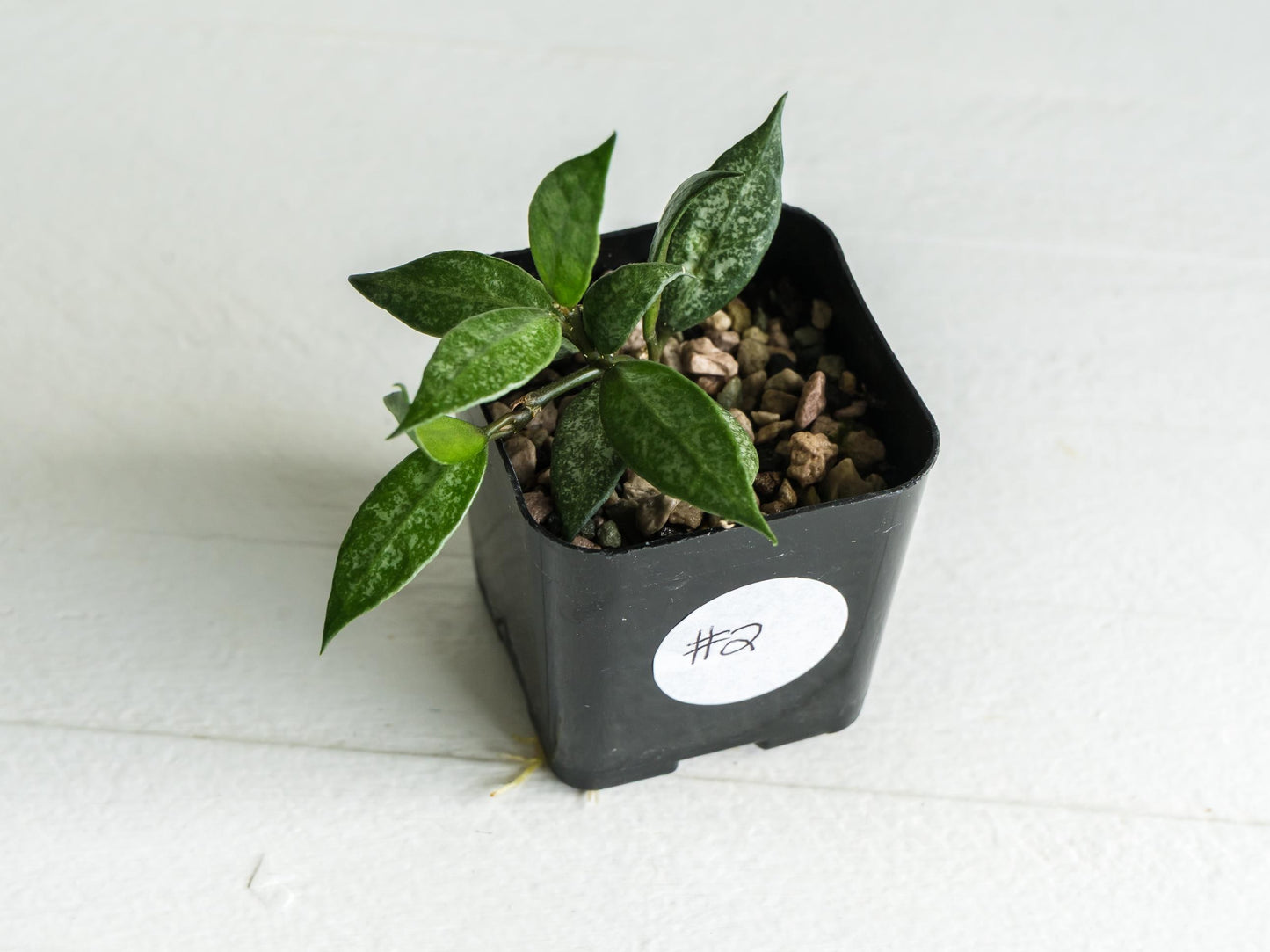 Hoya lacunosa 'White Pearl' | 2-Inch