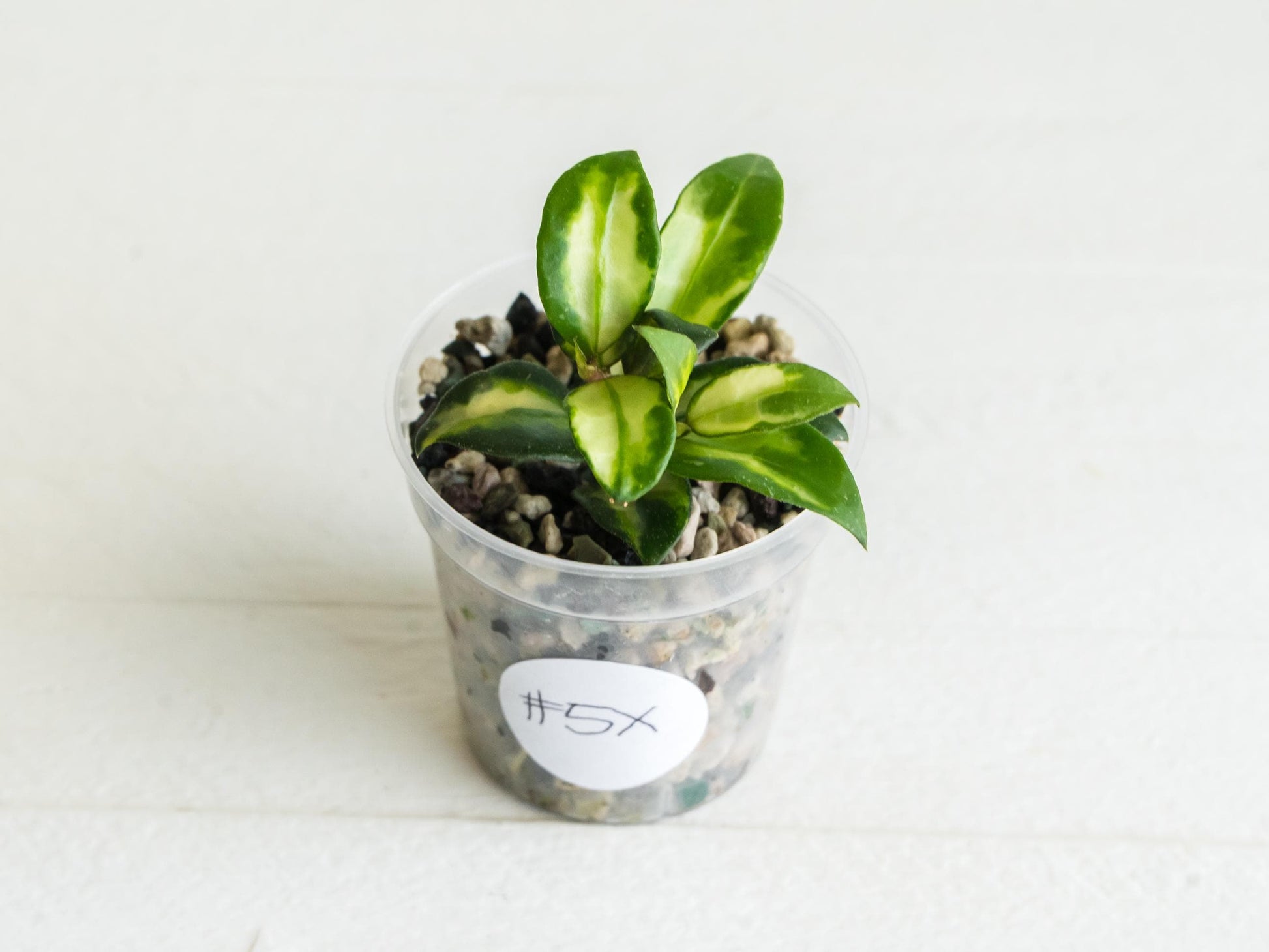 Hoya lacunosa 'Tricolor Bruno' | 2-Inch
