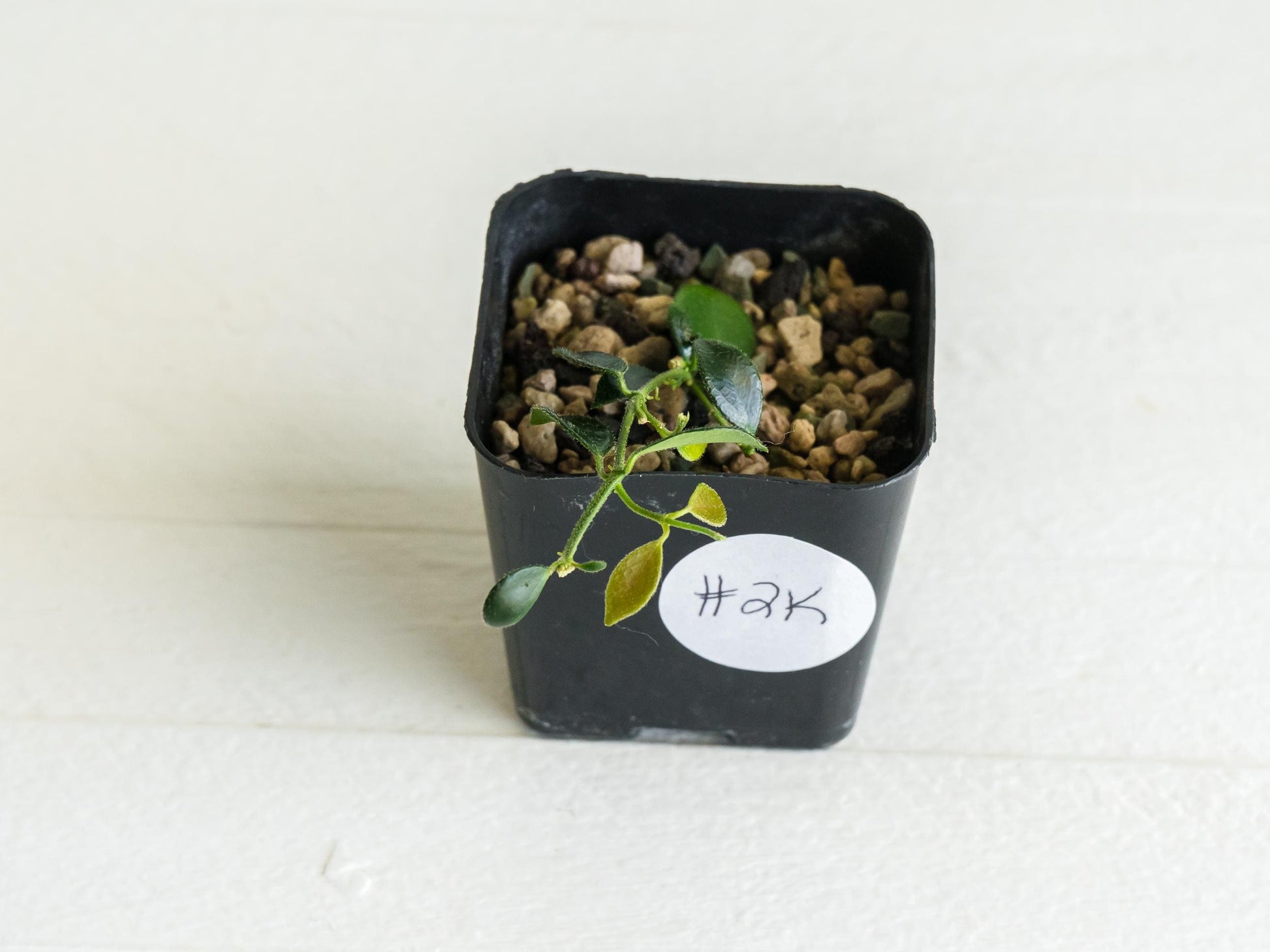 Hoya papua (PNG IM-08) | 2-Inch