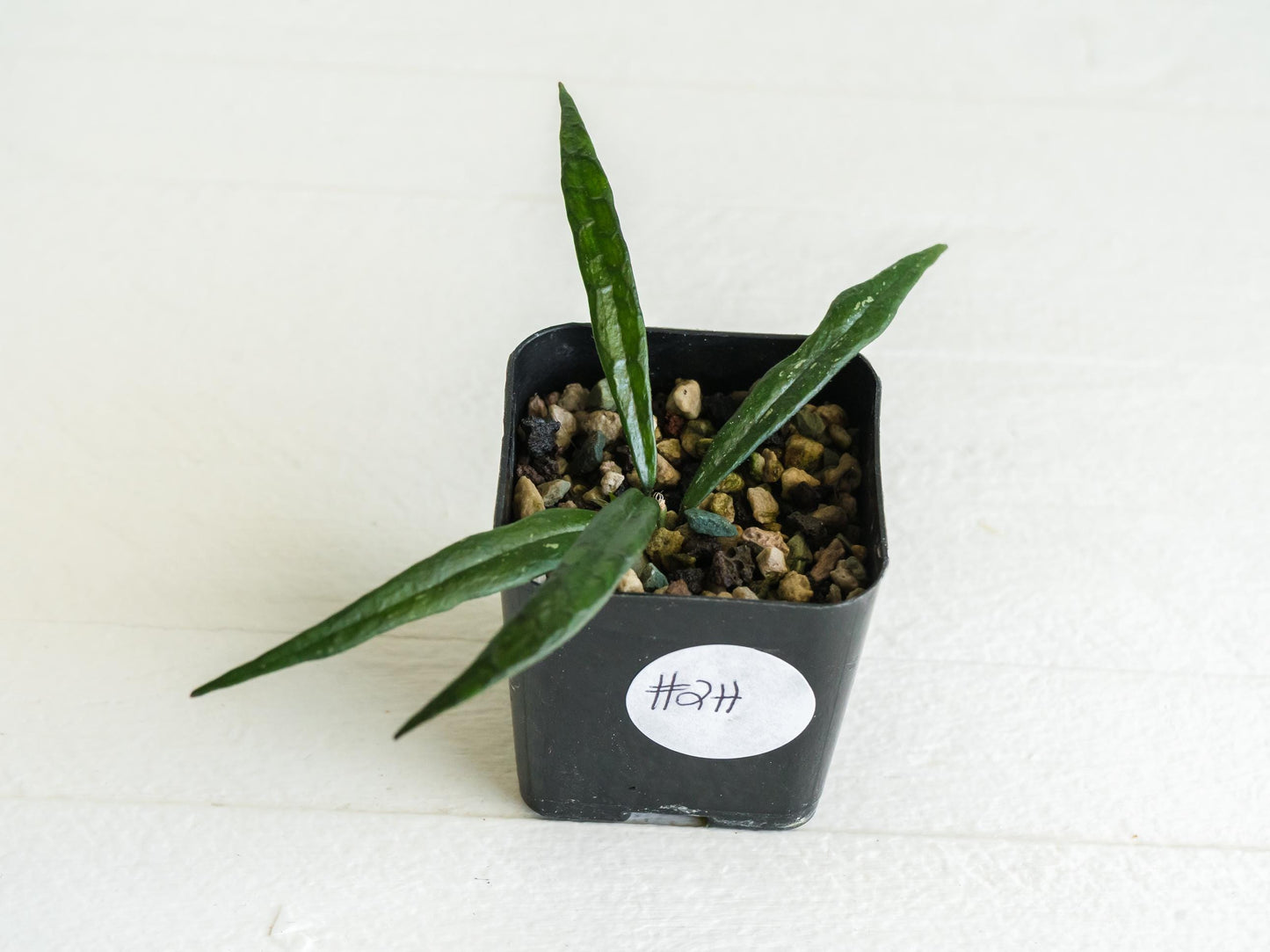 Hoya pauciflora | 2-Inch