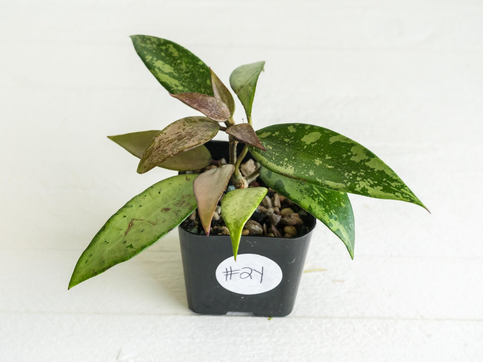 Hoya 'Snow Cui' (Silver) | 2-Inch