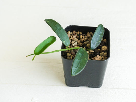 Hoya lyi (uncommon variety aka China) | 2-Inch