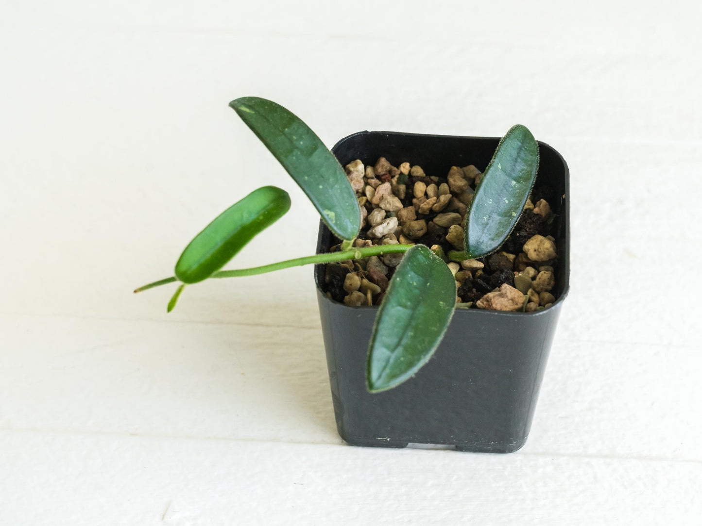 Hoya lyi (uncommon variety aka China) | 2-Inch