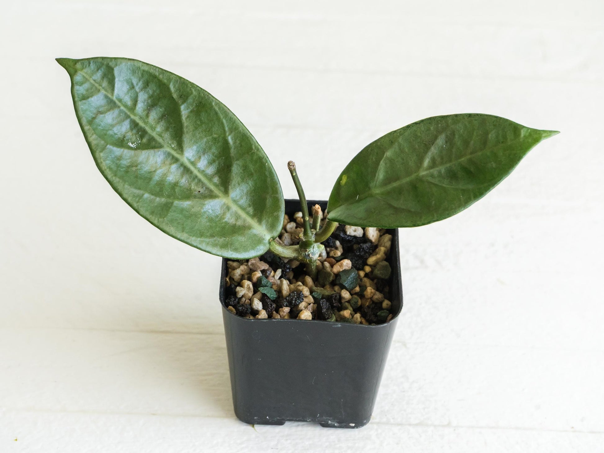 Hoya Lai Chau (Silver) | 2-Inch