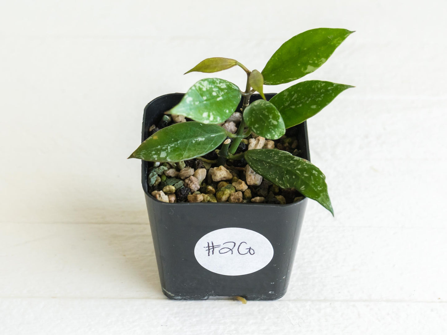 Hoya 'Rebecca' (Splash) | 2-Inch
