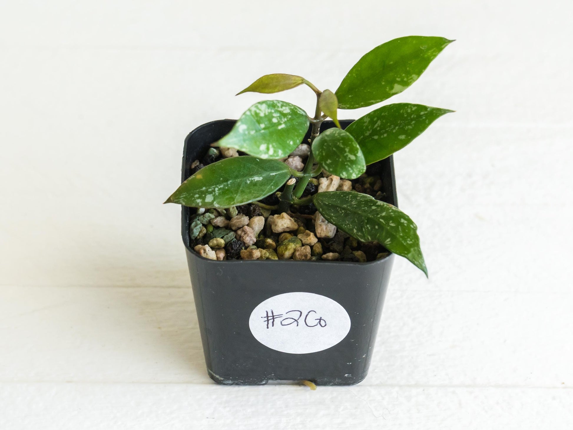 Hoya 'Rebecca' (Splash) | 2-Inch