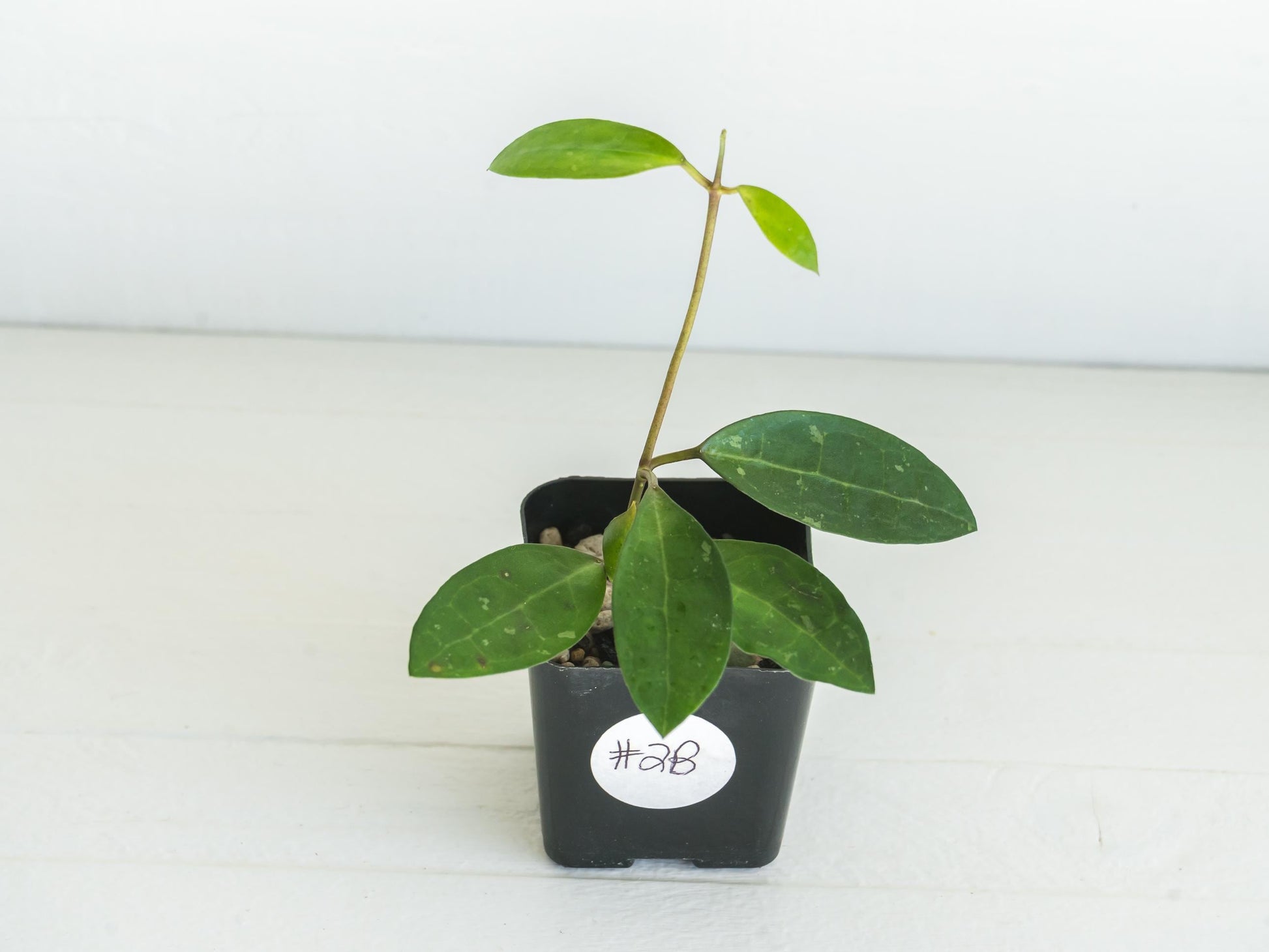 Hoya Elliptica (Blemished) | 2-Inch