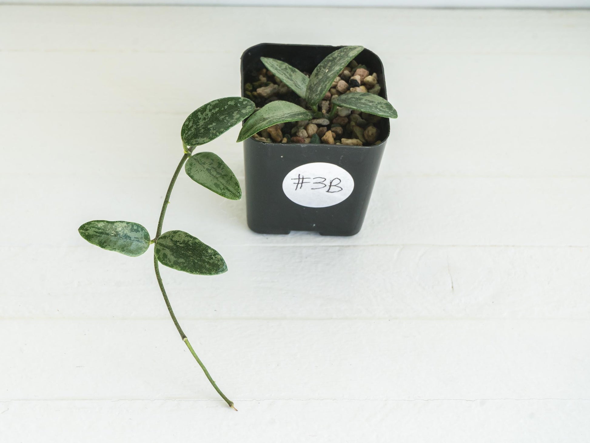 Hoya lima (Silver) | 2-Inch