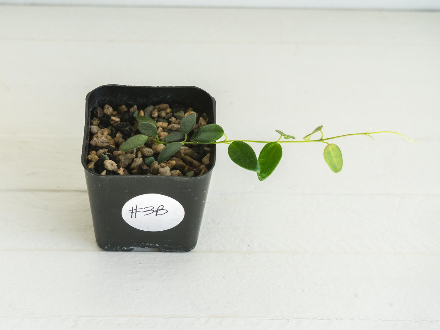 Hoya pulleana IM-02 | 2-Inch