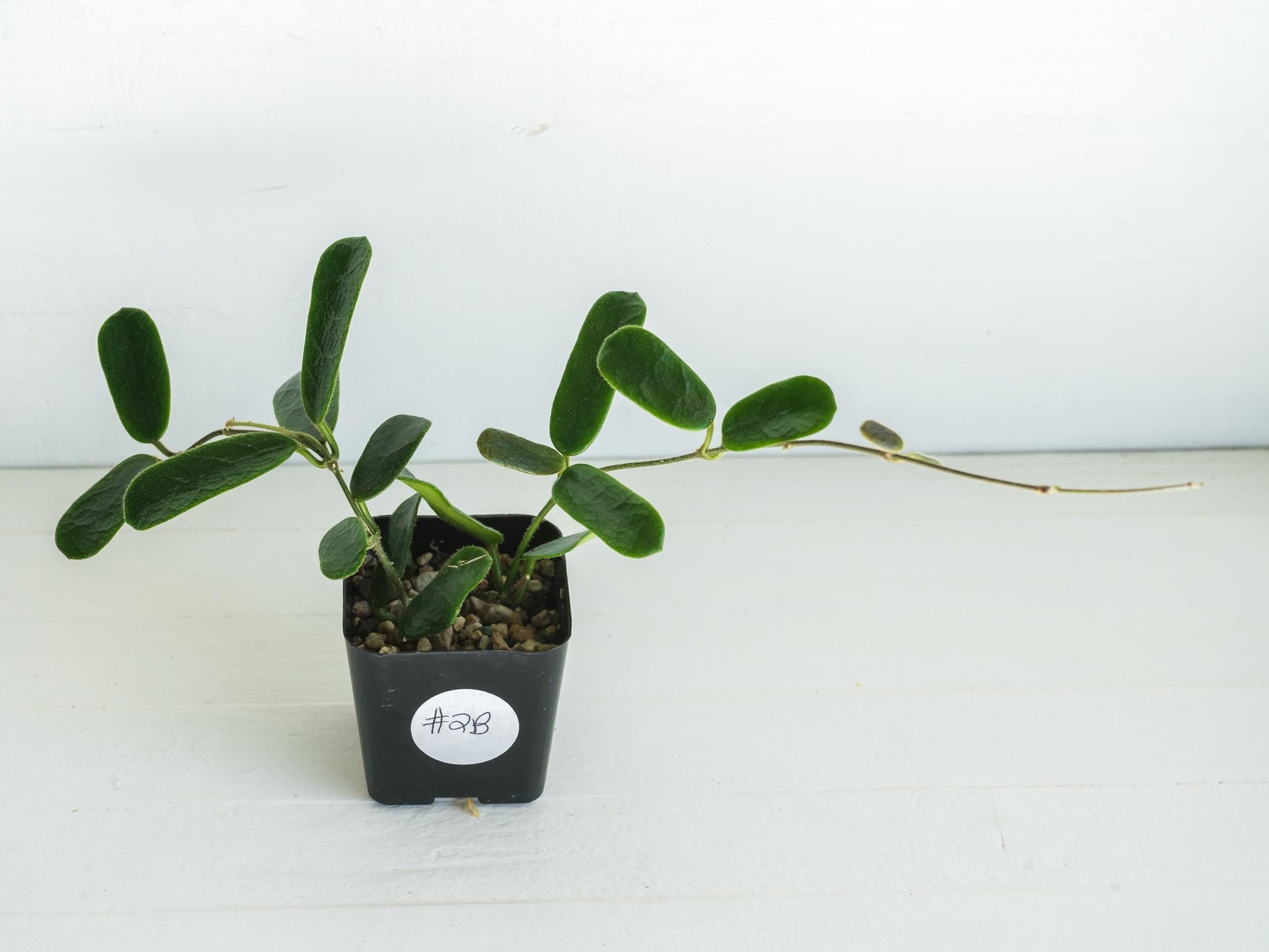 Hoya rotundiflora | 2-Inch