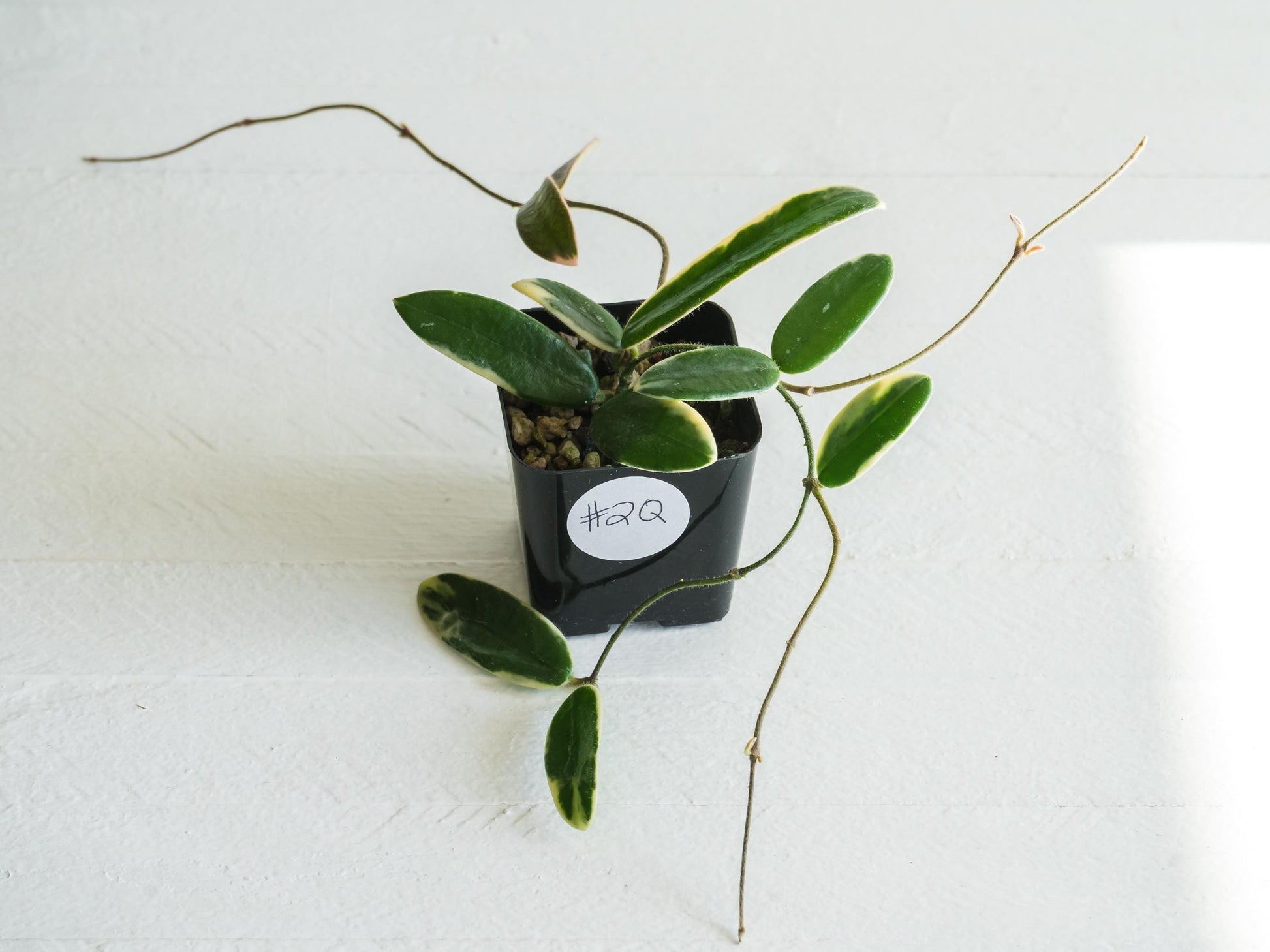 Hoya lyi 'Prism' (Pink Flower) | 2-Inch