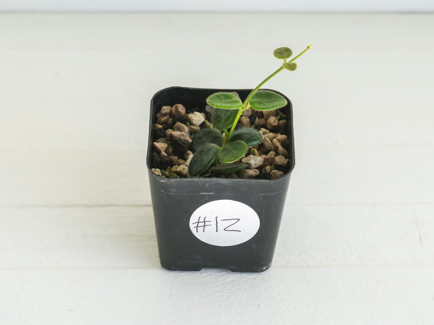 Hoya serpens | 2-Inch