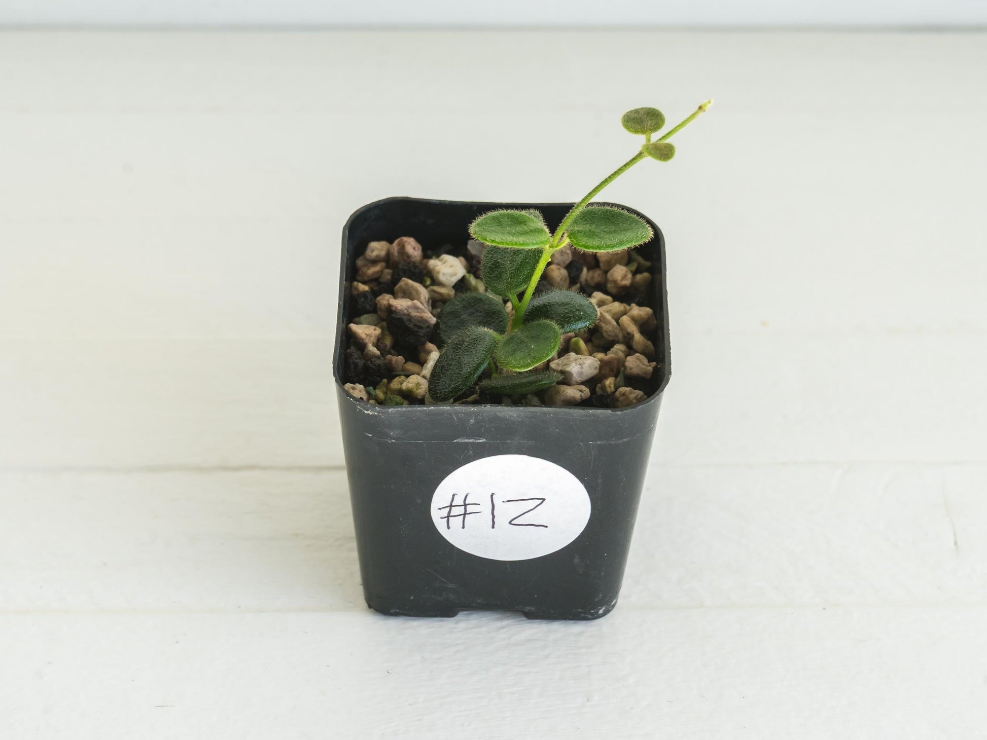 Hoya serpens | 2-Inch