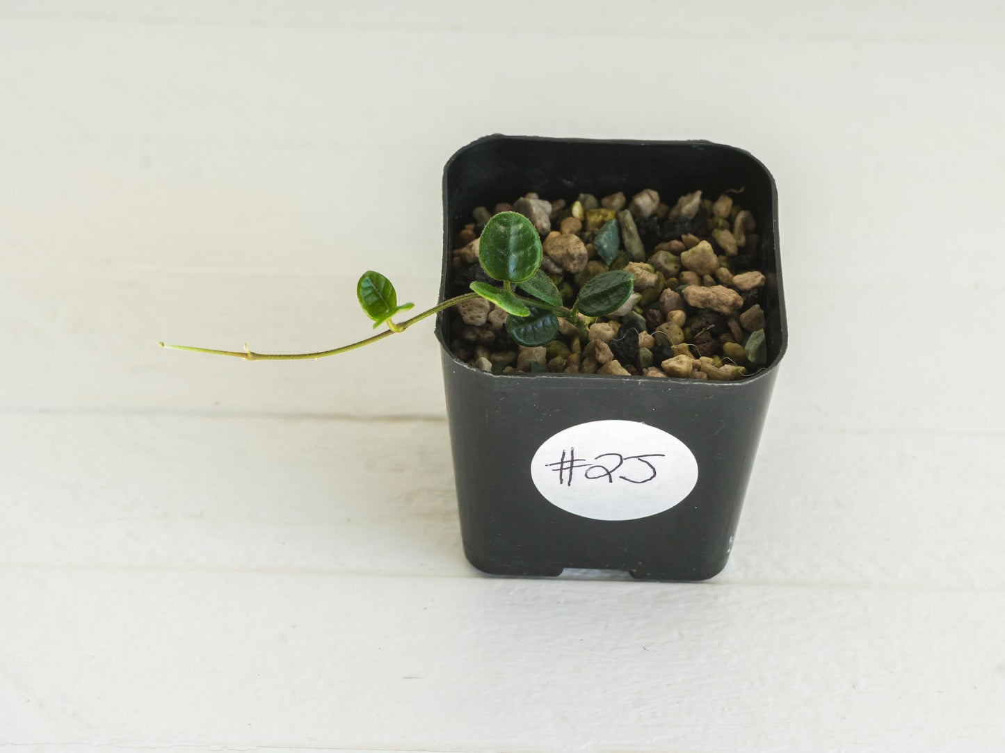 Hoya tengchongensis | 2-Inch