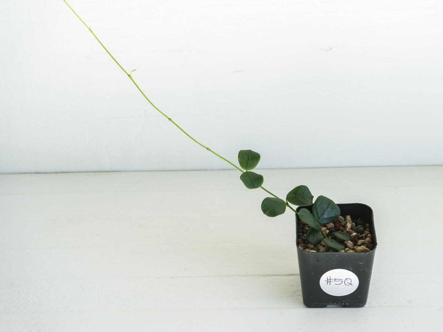 Hoya obcordata | 2-Inch