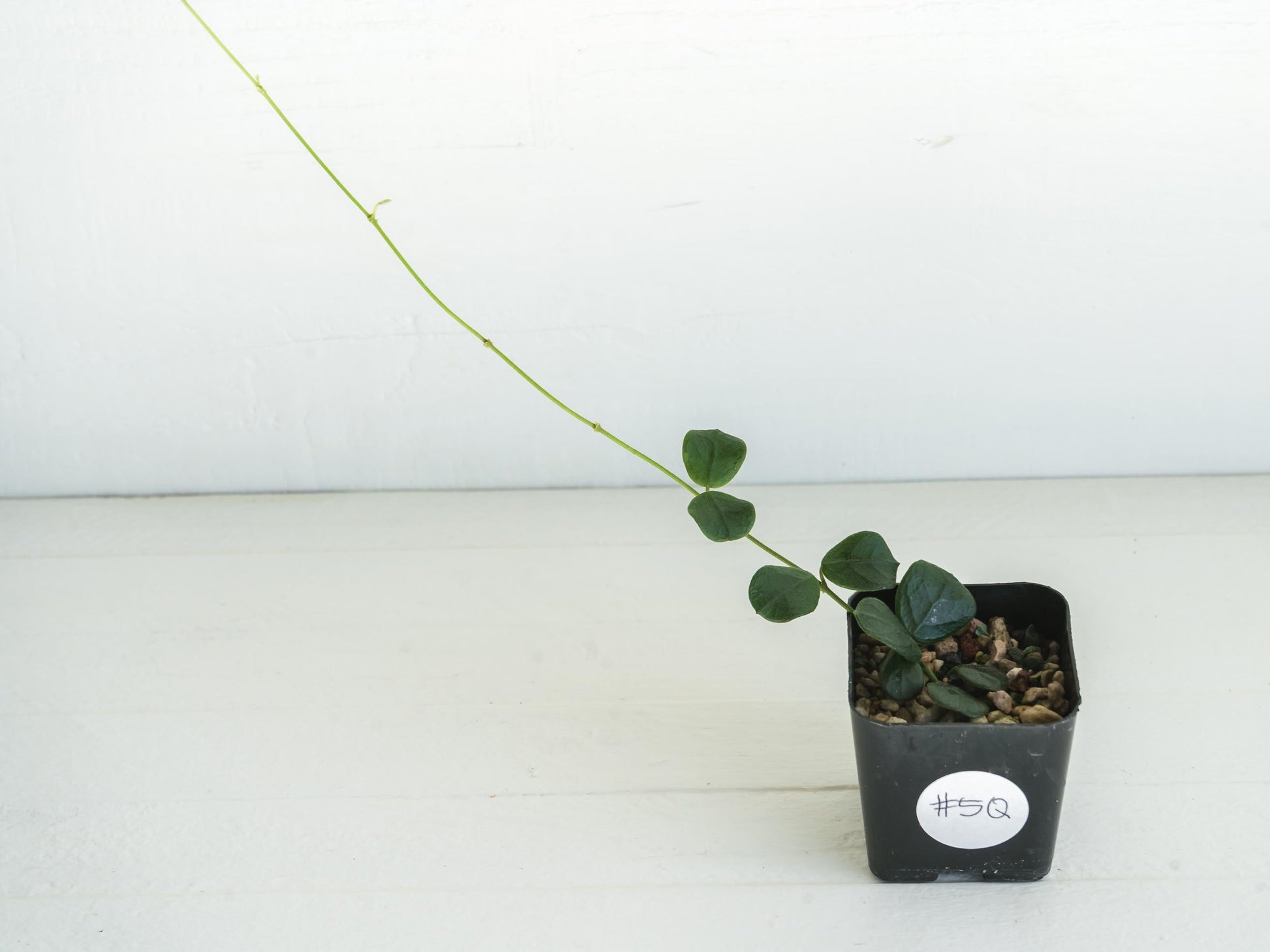 Hoya obcordata | 2-Inch