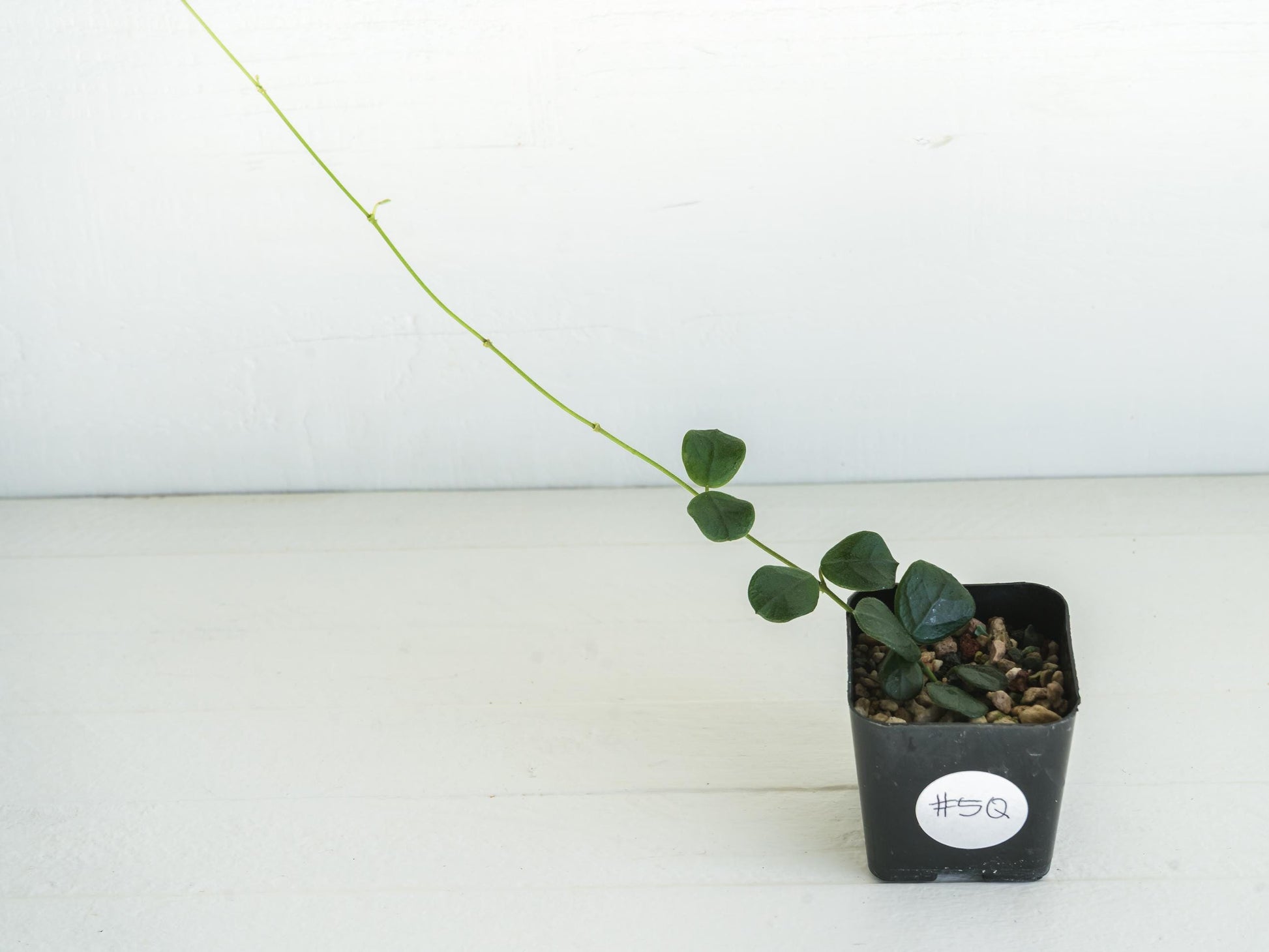 Hoya obcordata | 2-Inch