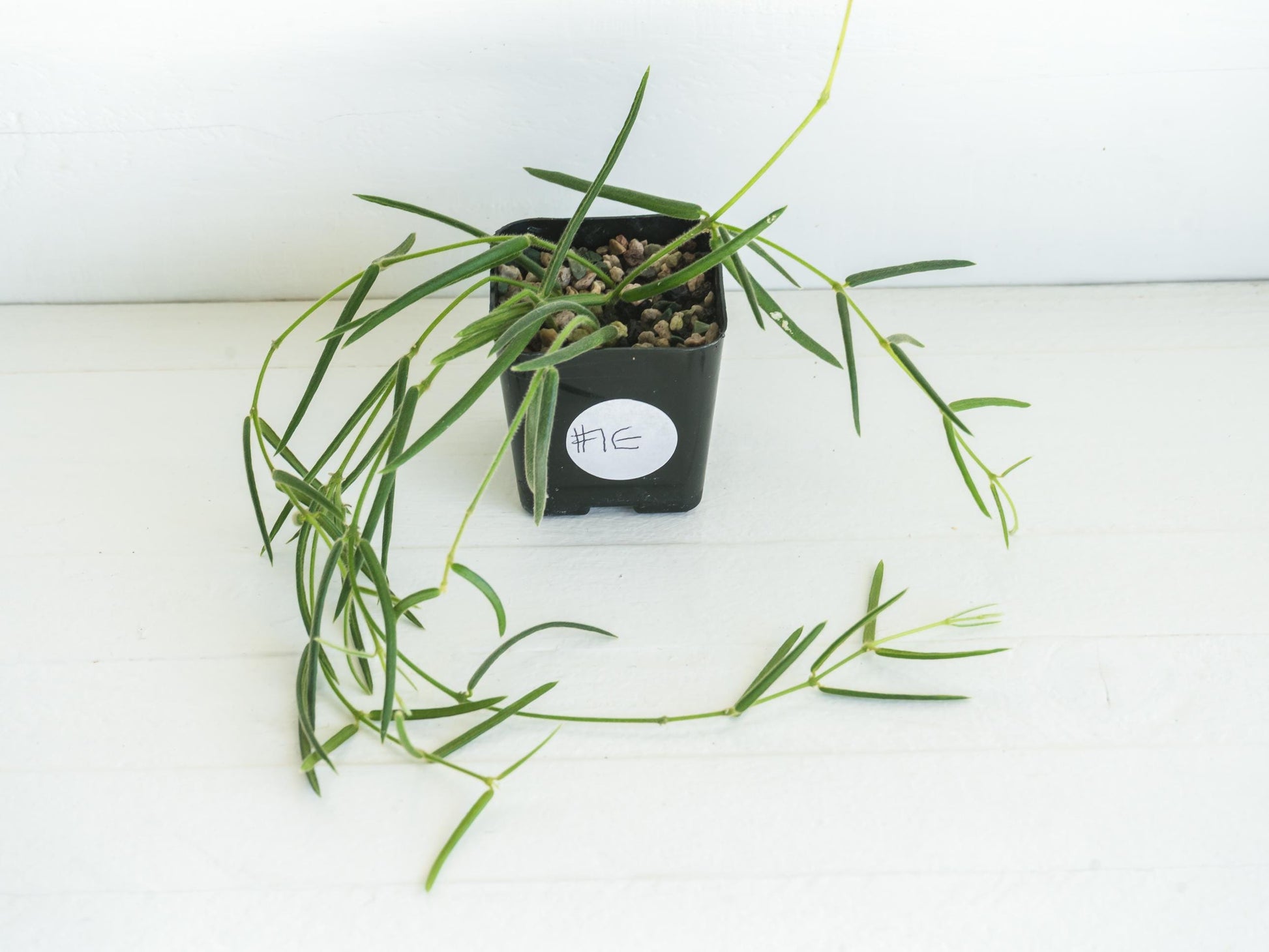 Hoya linearis | 2-Inch