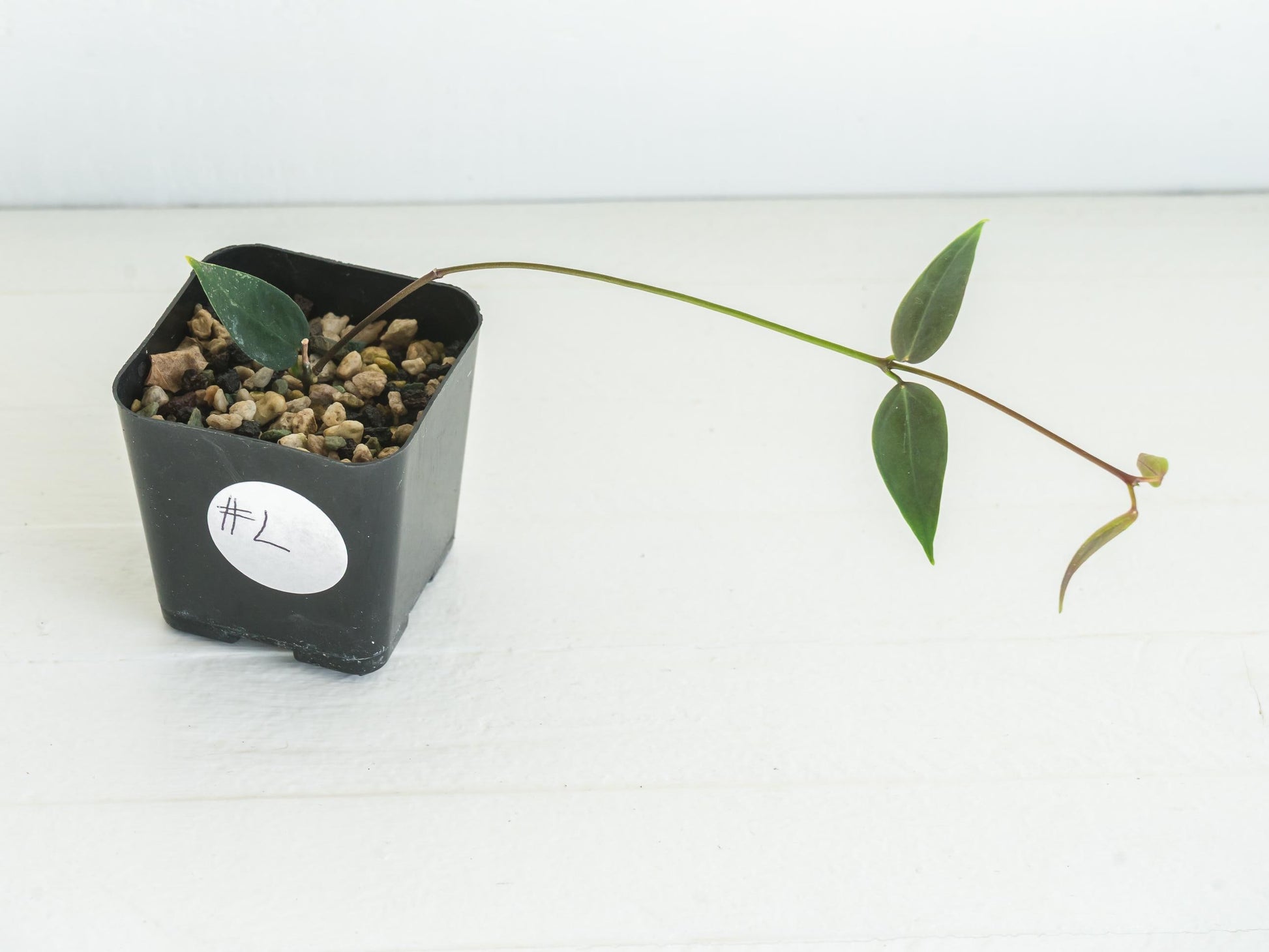 Hoya carrii (NS13-064) | 2-Inch