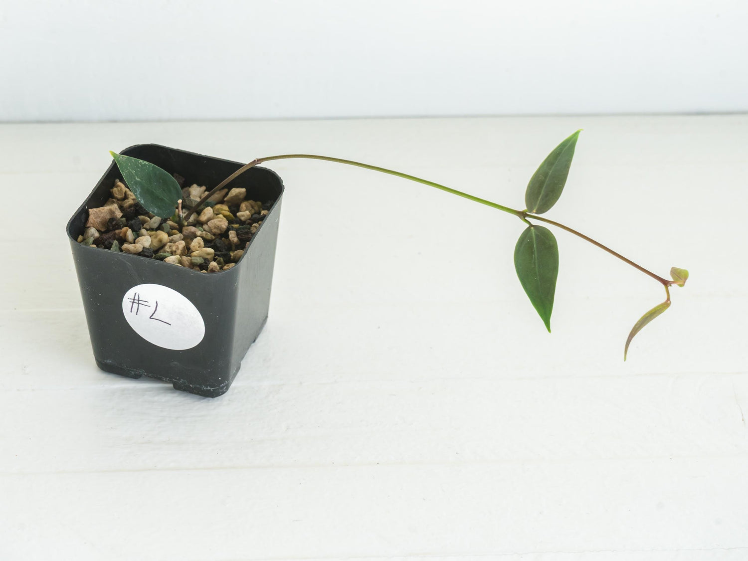 Hoya carrii (NS13-064) | 2-Inch
