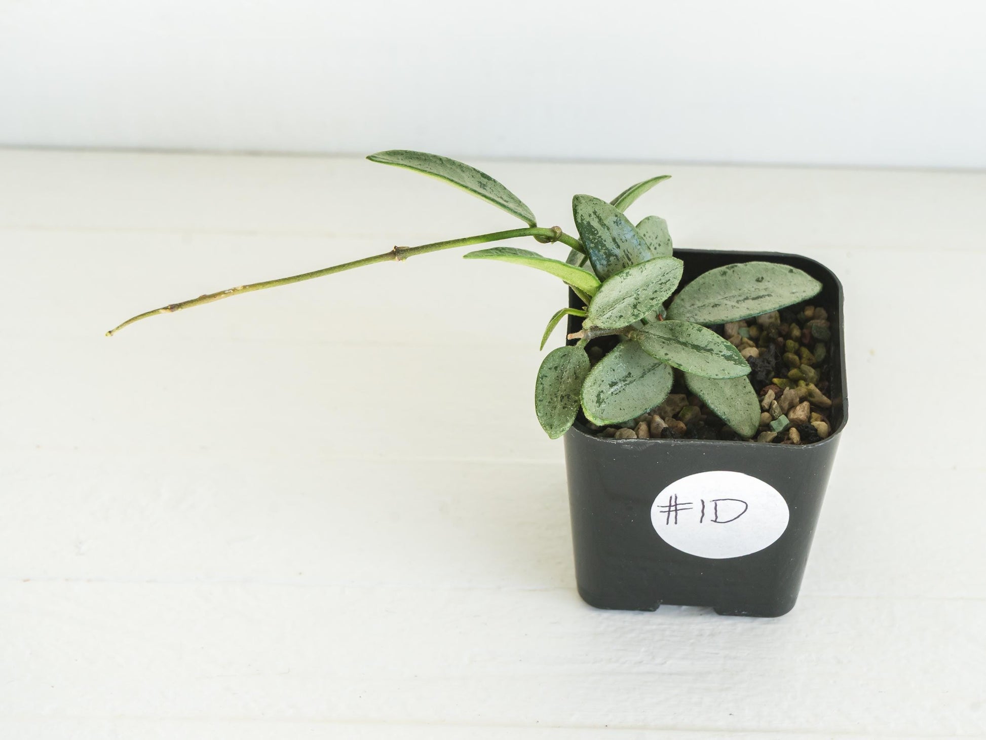 Hoya lima (Silver) | 2-Inch