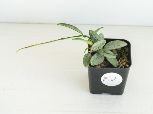 Hoya lima (Silver) | 2-Inch