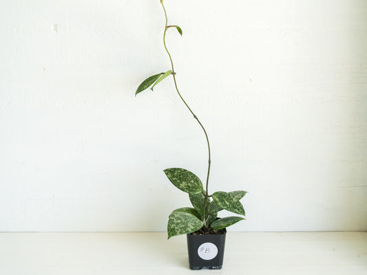 Hoya 'Wibergiae Round Leaf' (DMW-001-C) [verticillata (ex. wibergiea) x unknown] | 2-Inch