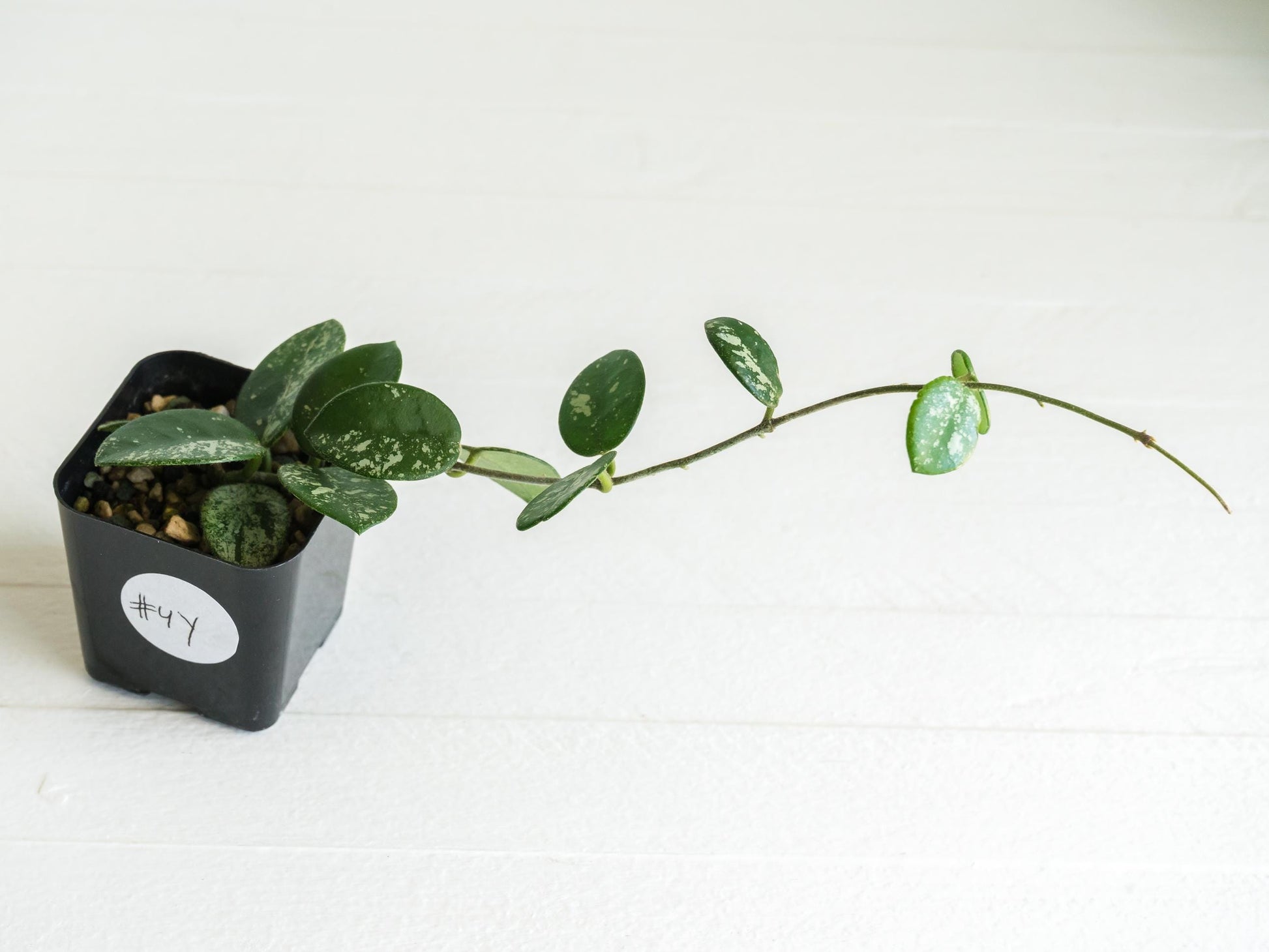 Hoya 'Mathilde' (Splash) | 2-Inch