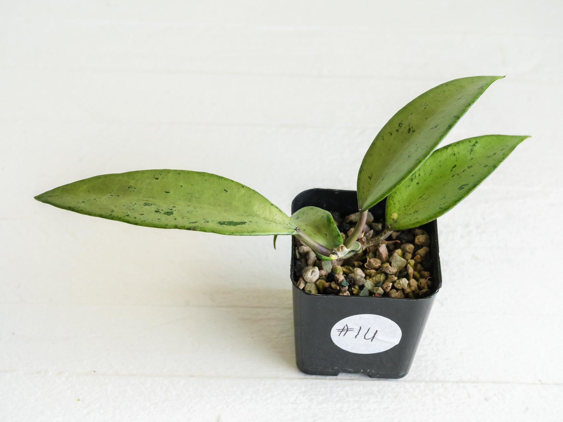 Hoya 'Snow Cui' (Silver) | 2-Inch