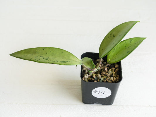 Hoya 'Snow Cui' (Silver) | 2-Inch