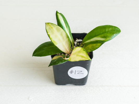 Hoya walliniana (Inner Variegated) | 2-Inch