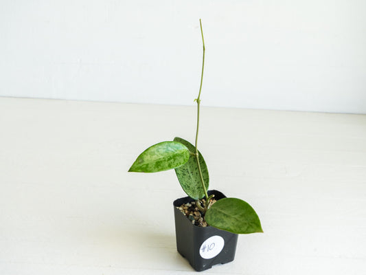 Hoya 'Rime' (Splash) | 2-Inch
