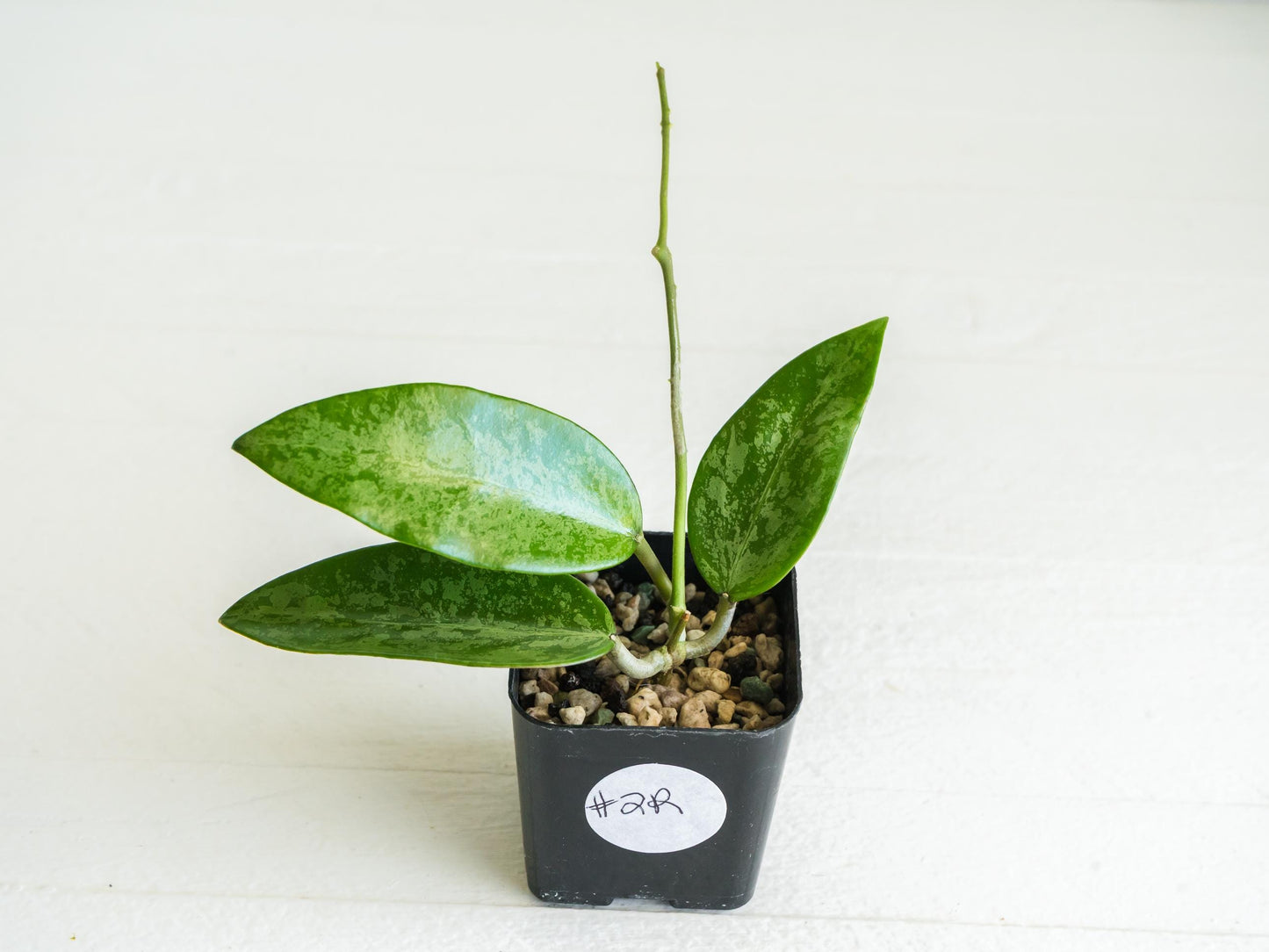 Hoya 'Rime' (Splash) | 2-Inch