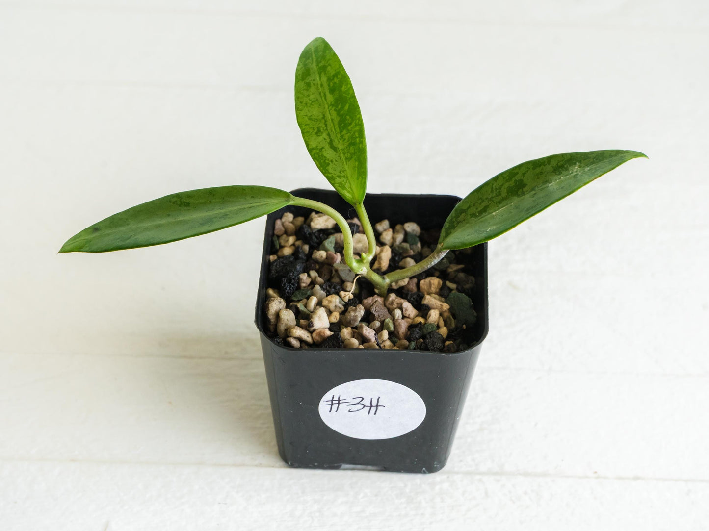 Hoya 'Rime' (Splash) | 2-Inch