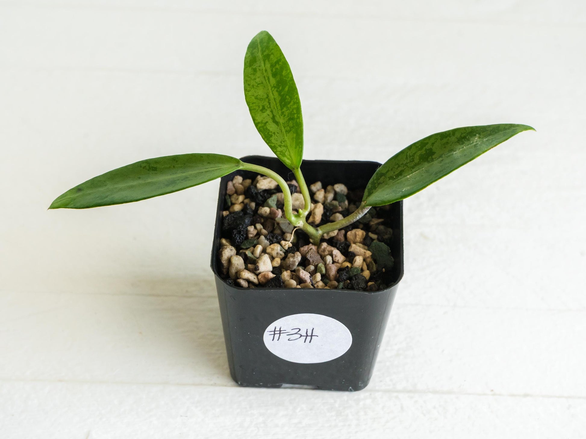 Hoya 'Rime' (Splash) | 2-Inch