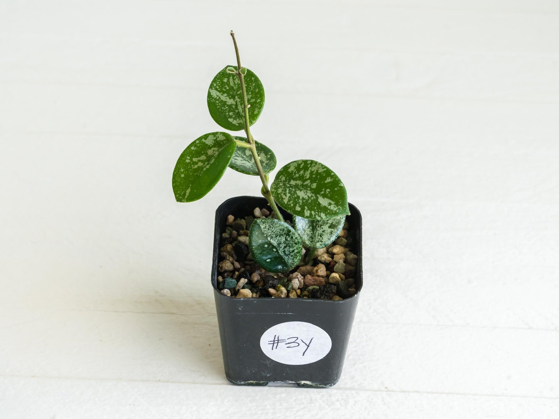 Hoya 'Mathilde' (Splash) | 2-Inch