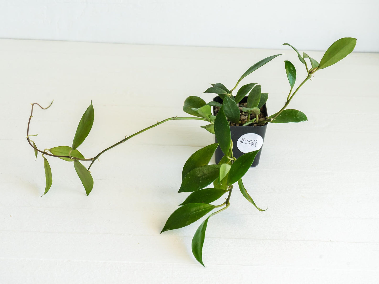 Hoya 'Rebecca' | 2-Inch