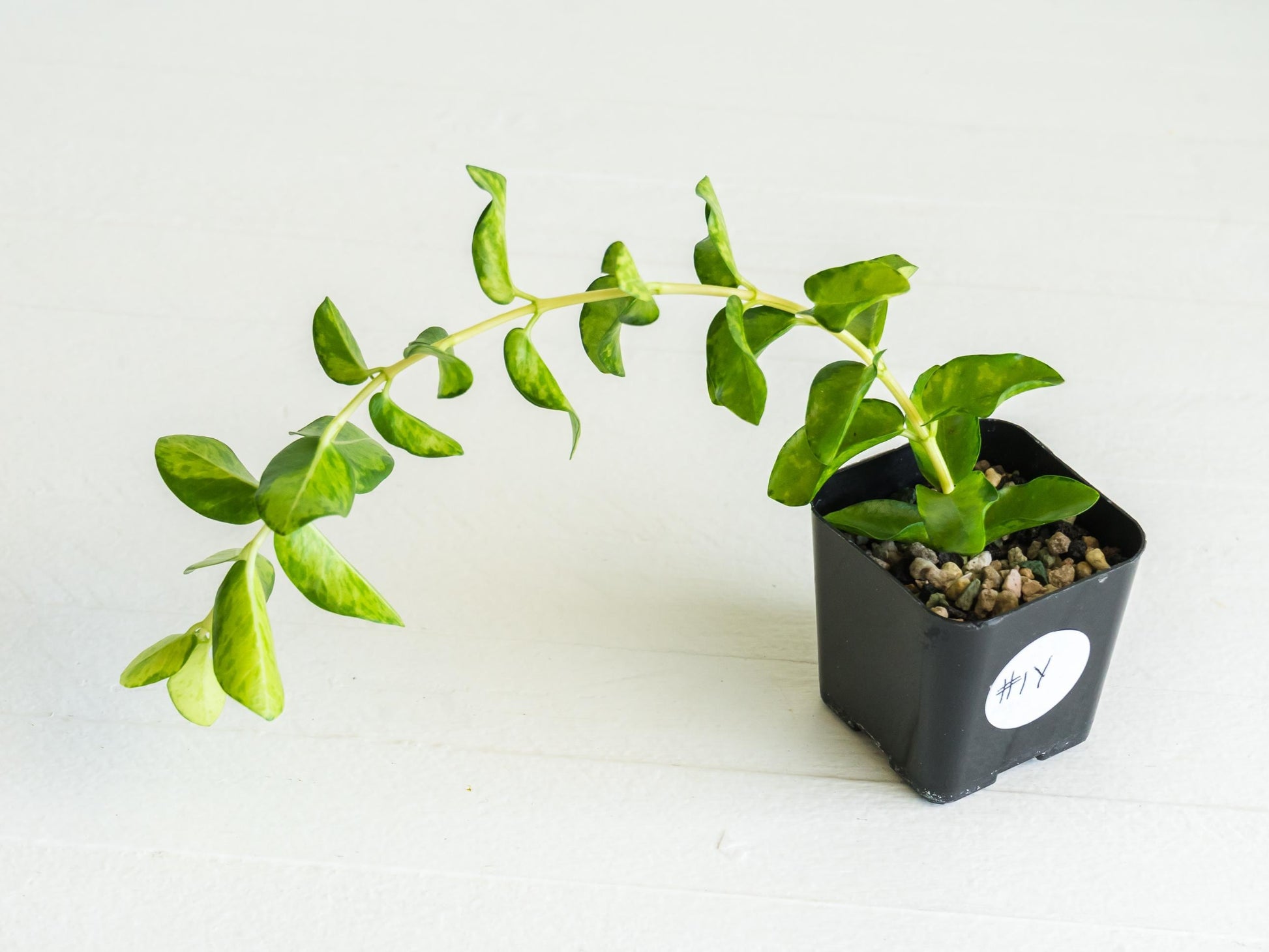 Hoya cumingiana (Inner Variegated) | 2-Inch
