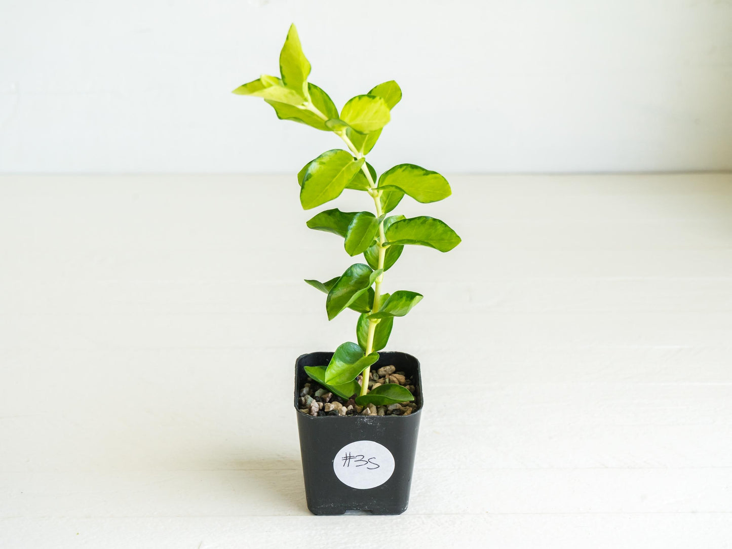 Hoya cumingiana (Inner Variegated) | 2-Inch | Exact Plant | Free Live Arrival Guarantee