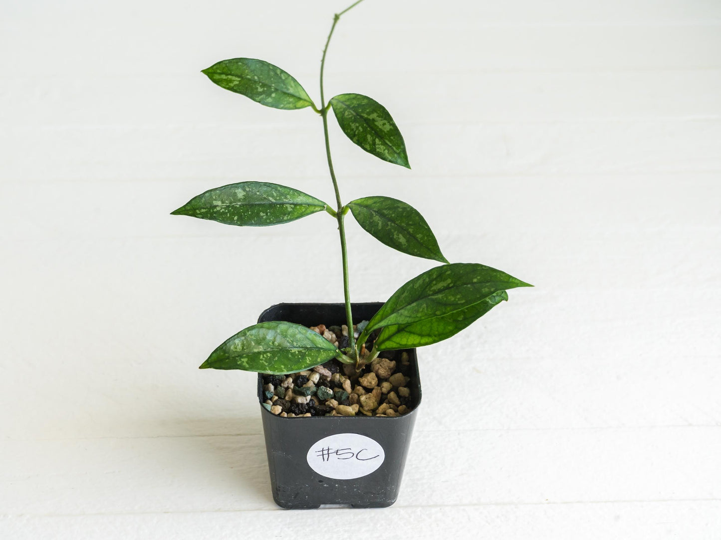 Hoya crassipetiolata (Splash) | 2-Inch