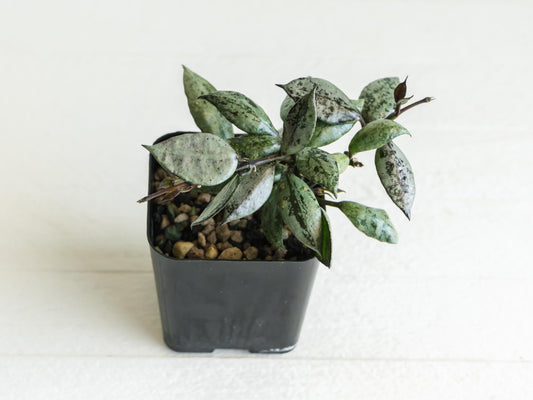 Hoya krohniana 'Super Silver Black' | 2-Inch