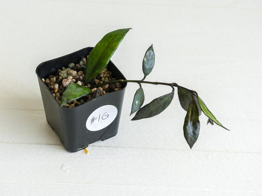 Hoya lacunosa 'Black Queen' | 2-Inch