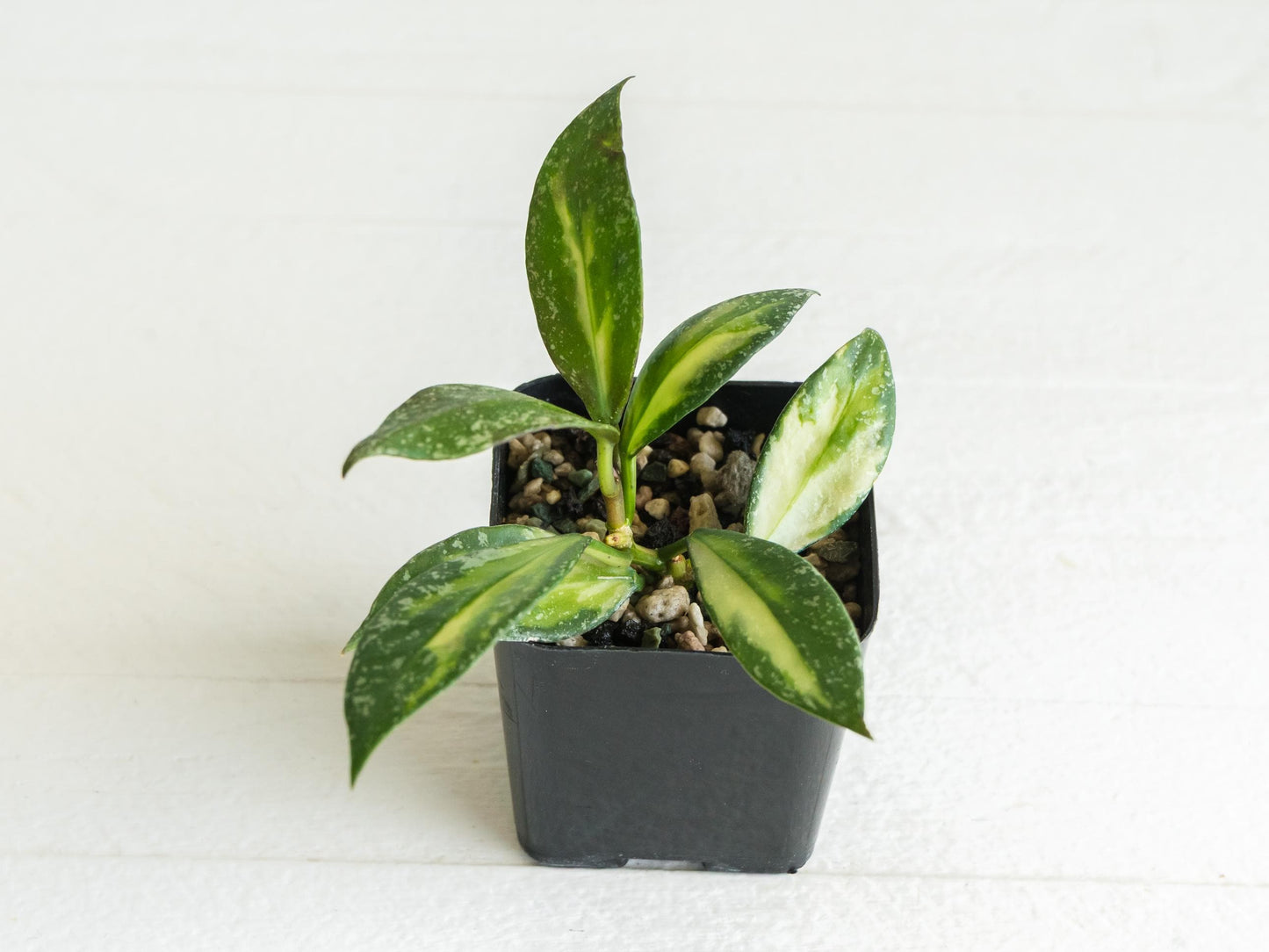 Hoya nabawanensis (Half Reverted - Inner Variegated) | 2-Inch