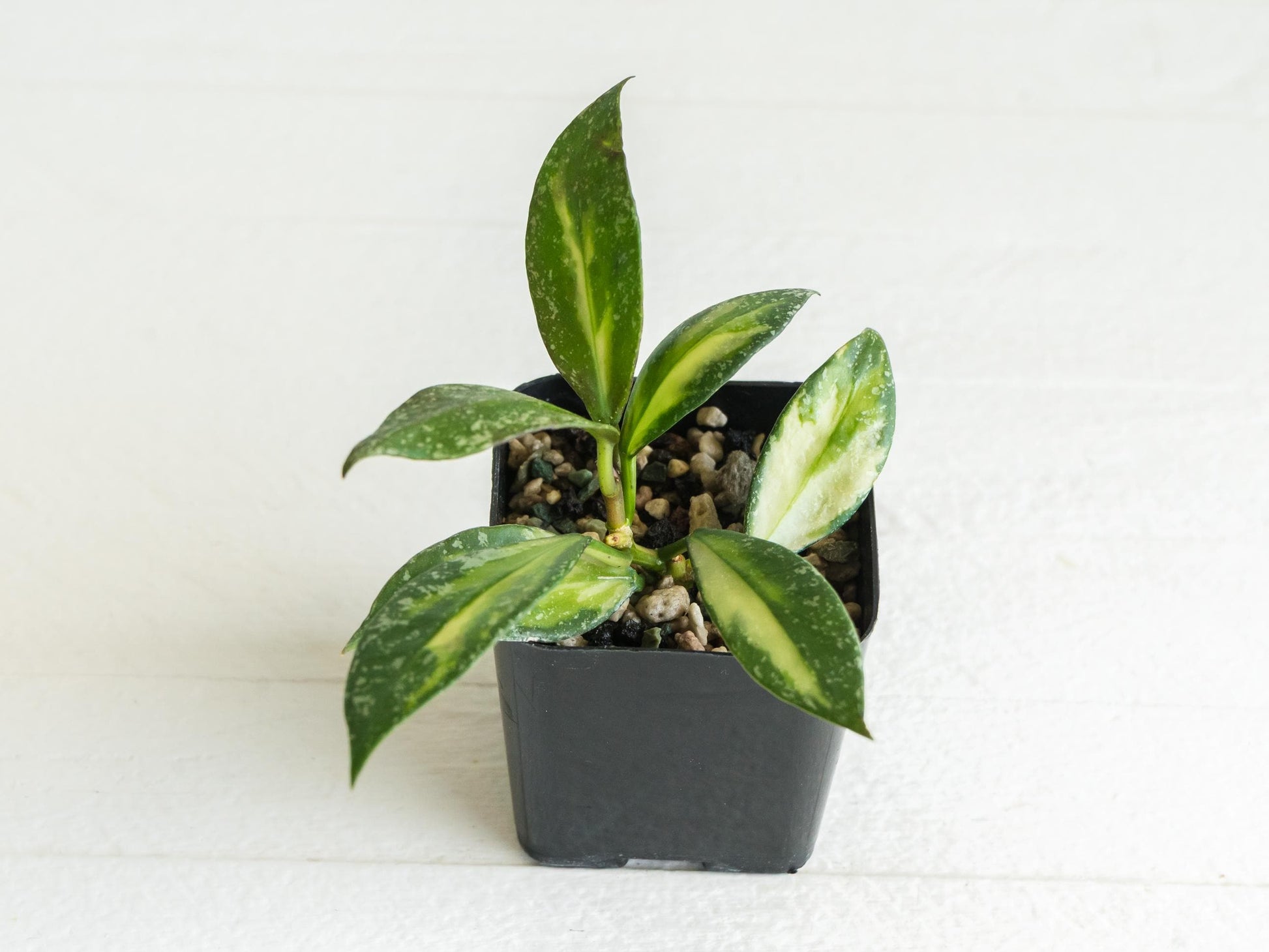 Hoya nabawanensis (Half Reverted - Inner Variegated) | 2-Inch