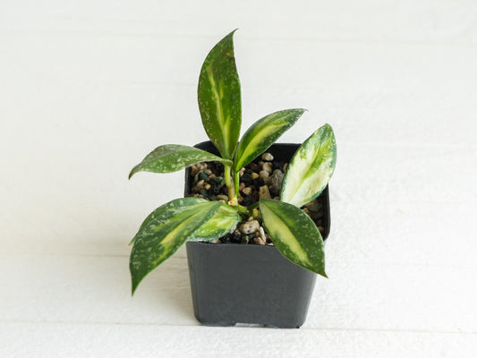 Hoya nabawanensis (Half Reverted - Inner Variegated) | 2-Inch