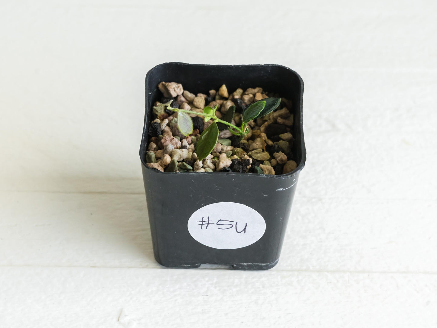 Hoya papua (PNG IM-08) | 2-Inch