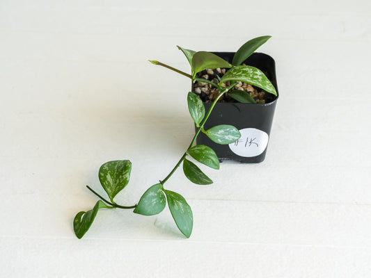 Hoya collina (IR-26) | 2-Inch