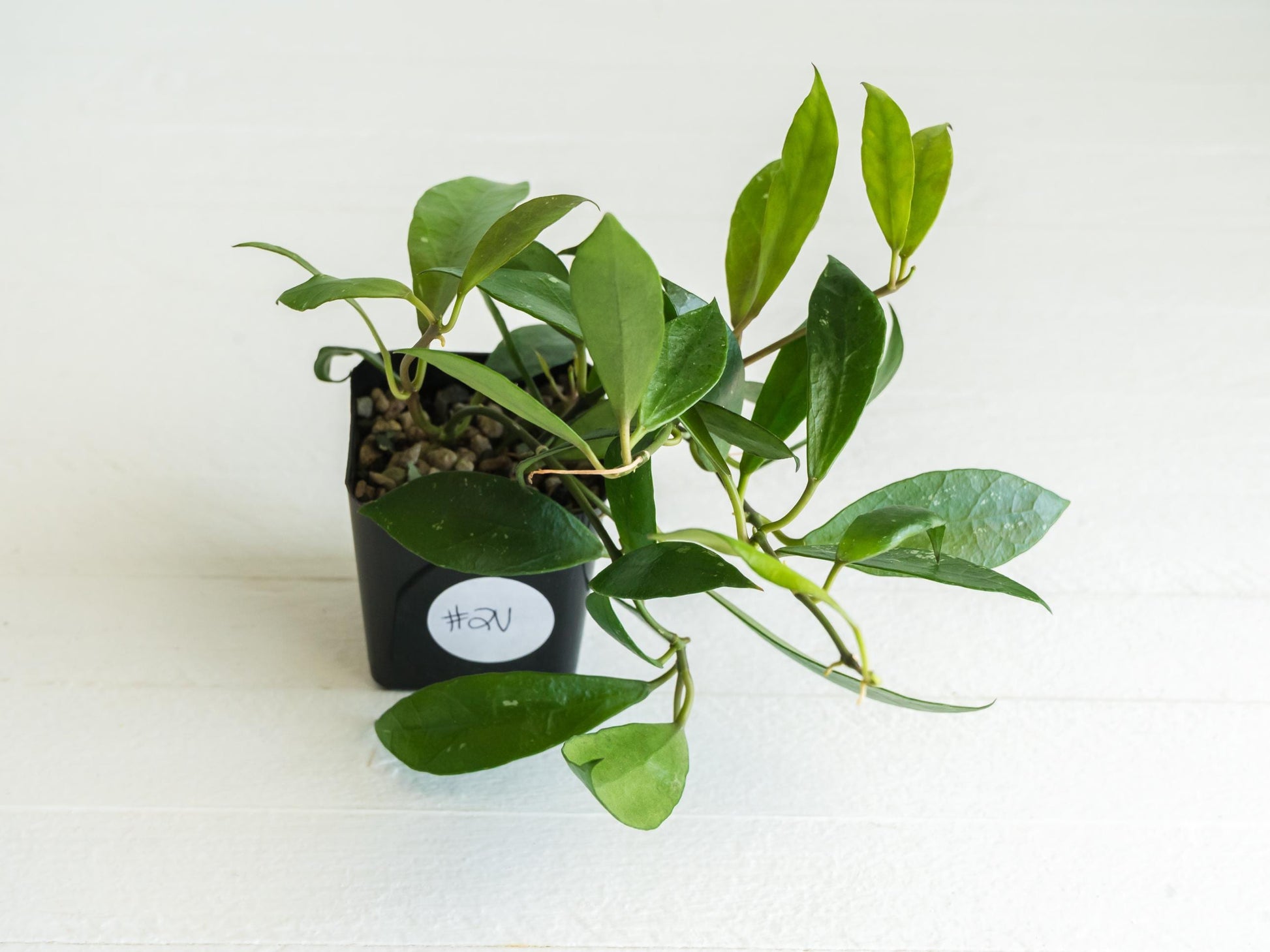 Hoya 'Rebecca' | 2-Inch
