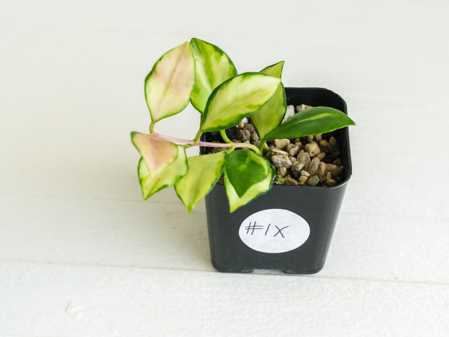 Hoya heuschkeliana (Inner Variegated)| 2-Inch